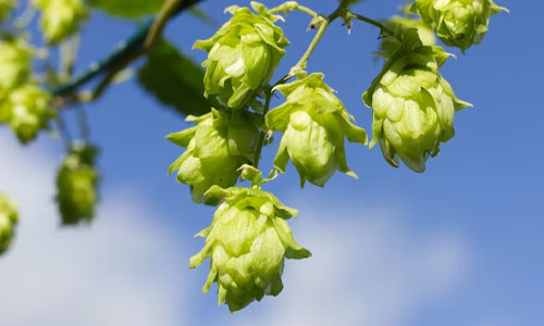 Hops - Essential Ingredients Used in Brewing